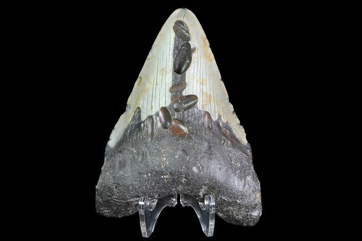 Bargain, Megalodon Tooth - North Carolina #83925